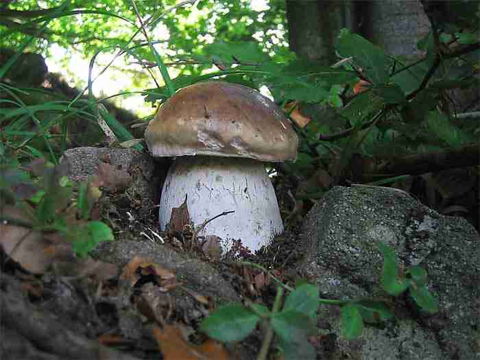  Image name: 278 Porcino.jpg 
 width: 700 pixel 
 height: 525 pixel 
 Size: 28307 bytes 
 Click to enlarge 